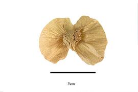  Fruit:  Callaeum nicaraguense ; Photo by R. Gibbons, USDA APHIS PPQ, Kirkbride et al. (2006)
