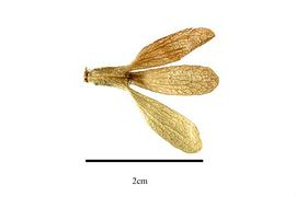  Fruit:  Calyptostylis humbertii ; Photo by R. Gibbons, USDA APHIS PPQ, Kirkbride et al. (2006)
