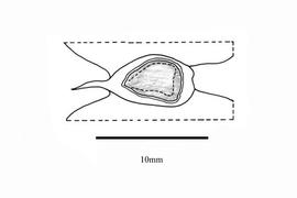  Embryo:  Mascagnia pubiflora ; Illustration by K. Parker, Kirkbride et al. (2006)
