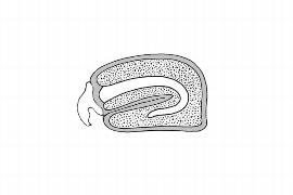   Embryo:   Calathea micans ; Illustration by K. Parker, Kirkbride et al. (2006) 
