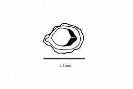   Embryo:   Mayaca fluviatilis ; Illustration by K. Parker, Kirkbride et al. (2006) 
