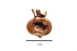  Fruit:  Medusandra richardsiana ; Photo by R. Gibbons, USDA APHIS PPQ, Kirkbride et al. (2006)
