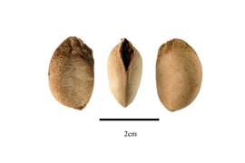  Seeds:  Lansium domesticum ; Photo by R. Gibbons, USDA APHIS PPQ, Kirkbride et al. (2006)
