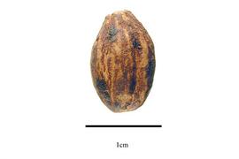  Fruit:  Melia azedarach ; Photo by R. Gibbons, USDA APHIS PPQ, Kirkbride et al. (2006)
