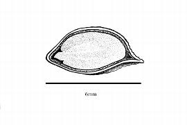  Embryo:  Melia azedarach ; Illustration by K. Parker, Kirkbride et al. (2006)
