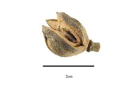  Fruit:  Bersama abyssinica ; Photo by R. Gibbons, USDA APHIS PPQ, Kirkbride et al. (2006)
