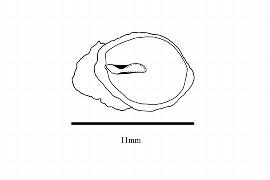  Embryo:  Bersama engleriana ; Illustration by K. Parker, Kirkbride et al. (2006)
