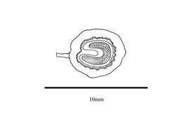  Embryo:  Cissampelos pareira ; Illustration by K. Parker, Kirkbride et al. (2006)
