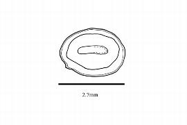  Embryo:  Menyanthes trifoliata ; Illustration by K. Parker, Kirkbride et al. (2006)
