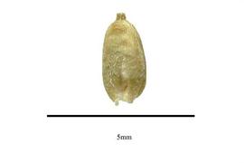  Fruit:  Coelanthum grandiflorum ; Photo by R. Gibbons, USDA APHIS PPQ, Kirkbride et al. (2006)
