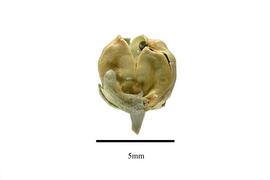  Fruit:  Corbichonia decumbens ; Photo by R. Gibbons, USDA APHIS PPQ, Kirkbride et al. (2006)
