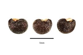  Seeds:  Corbichonia decumbens ; Photo by R. Gibbons, USDA APHIS PPQ, Kirkbride et al. (2006)
