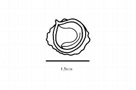  Embryo:  Adenogramma glomerata ; Illustration by K. Parker, Kirkbride et al. (2006)
