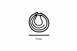  Embryo:  Coelanthum grandiflorum ; Illustration by K. Parker, Kirkbride et al. (2006)
