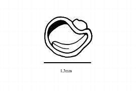  Embryo:  Corbichonia decumbens ; Illustration by K. Parker, Kirkbride et al. (2006)
