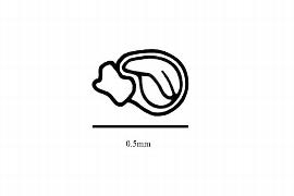  Embryo:  Glinus radiatus ; Illustration by K. Parker, Kirkbride et al. (2006)
