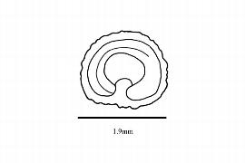  Embryo:  Limeum aethiopicum ; Illustration by K. Parker, Kirkbride et al. (2006)
