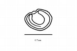  Embryo:  Polpoda capensis ; Illustration by K. Parker, Kirkbride et al. (2006)
