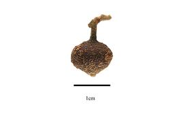  Fruit:  Monimia rotundifolia ; Photo by R. Gibbons, USDA APHIS PPQ, Kirkbride et al. (2006)
