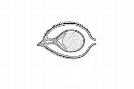  Embryo:  Peumus boldus ; Illustration by K. Parker, Kirkbride et al. (2006)
