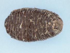 Annonaceae | Fruit and Seed Family ID