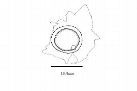  Embryo:  Moringa oleifera ; Illustration by K. Parker, Kirkbride et al. (2006)
