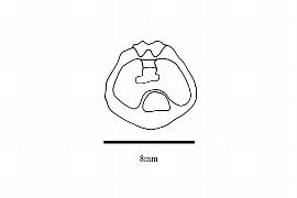   Embryo:   Ensete gilletii ; Illustration by K. Parker, Kirkbride et al. (2006) 
