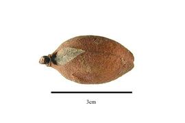  Fruit:  Horsfieldia irya ; Photo by R. Gibbons, USDA APHIS PPQ, Kirkbride et al. (2006)
