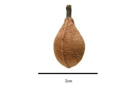  Fruit:  Virola elongata ; Photo by R. Gibbons, USDA APHIS PPQ, Kirkbride et al. (2006)
