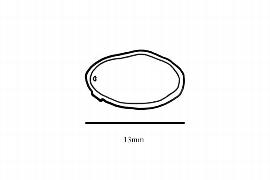  Embryo:  Compsoneura sprucei ; Illustration by K. Parker, Kirkbride et al. (2006)
