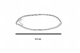  Embryo:  Myristica malabarica ; Illustration by K. Parker, Kirkbride et al. (2006)
