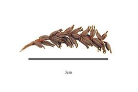  Fruit:  Myrothamnus moschata ; Photo by R. Gibbons, USDA APHIS PPQ, Kirkbride et al. (2006)
