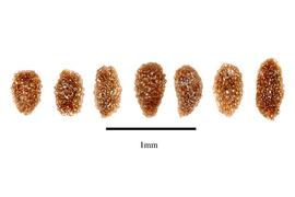  Seeds:  Myrothamnus moschata ; Photo by R. Gibbons, USDA APHIS PPQ, Kirkbride et al. (2006)
