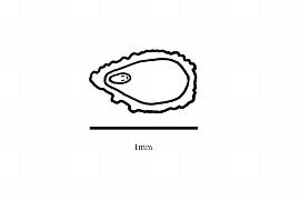  Embryo:  Myrothamnus moschata ; Illustration by K. Parker, Kirkbride et al. (2006)
