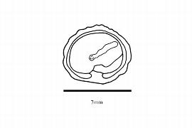  Embryo:  Synardisia venosa ; Illustration by K. Parker, Kirkbride et al. (2006)
