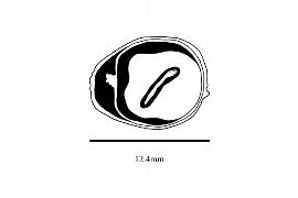  Embryo:  Elingamita johnsonii ; Illustration by K. Parker, Kirkbride et al. (2006)
