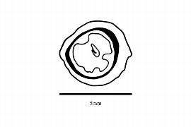  Embryo:  Rapanea howittiana ; Illustration by K. Parker, Kirkbride et al. (2006)
