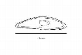   Embryo:   Najas flexilis ; Illustration by K. Parker, Kirkbride et al. (2006) 
