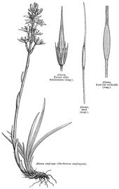   Fruit, seed:   Narthecium ossifragum ; Illustration by L. Steinheil and A. Riocreux, A general system of botany (1873), courtesy of Watson and Dallwitz 1992 onwards 
