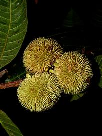   Fruits:   Naucleopsis  sp.; Photo by N. Davila, plantidtools.fieldmuseum.org
