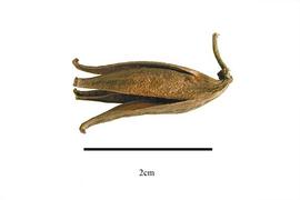  Fruit:  Nepenthes khasiana ; Photo by R. Gibbons, USDA APHIS PPQ, Kirkbride et al. (2006)
