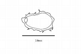  Embryo:  Barclaya motleyi ; Illustration by K. Parker, Kirkbride et al. (2006)
