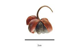  Fruit:  Ochna mossambicensis ; Photo by R. Gibbons, USDA APHIS PPQ, Kirkbride et al. (2006)
