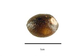  Fruit:  Ochna mossambicensis ; Photo by R. Gibbons, USDA APHIS PPQ, Kirkbride et al. (2006)
