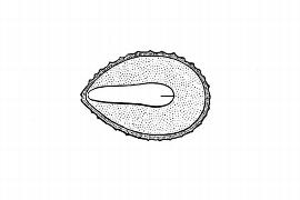  Embryo:  Sauvagesia erecta ; Illustration by K. Parker, Kirkbride et al. (2006)
