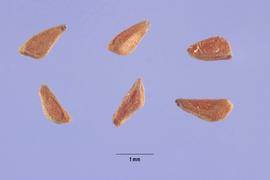   Seeds:   Oenothera fruticosa ; Photo by S. Hurst, USDA-NRCS Plants Database
