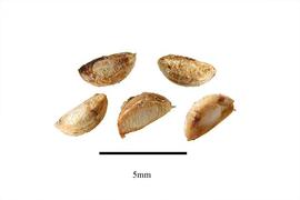  Seeds:  Olinia aequipetala ; Photo by R. Gibbons, USDA APHIS PPQ, Kirkbride et al. (2006)
