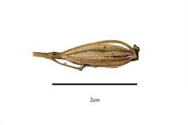   Fruit:   Calopogon tuberosus ; Photo by R. Gibbons, USDA APHIS PPQ, Kirkbride et al. (2006) 
