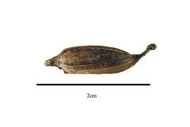   Fruit:   Galearis spectabilis ; Photo by R. Gibbons, USDA APHIS PPQ, Kirkbride et al. (2006) 
