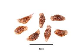  Seeds:  Christisonia thwaitesii ; Photo by R. Gibbons, USDA APHIS PPQ, Kirkbride et al. (2006)
